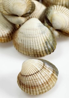 Common Cockle