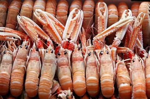 Dublin Bay Prawns or Norway Lobsters