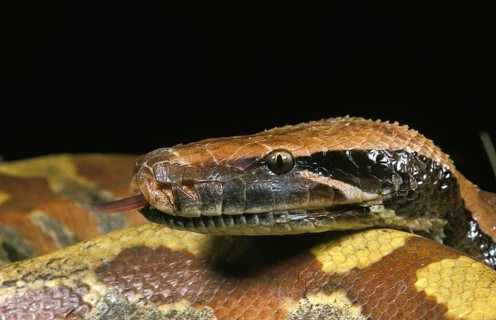Blood python