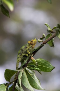 Jackson's horned chameleon