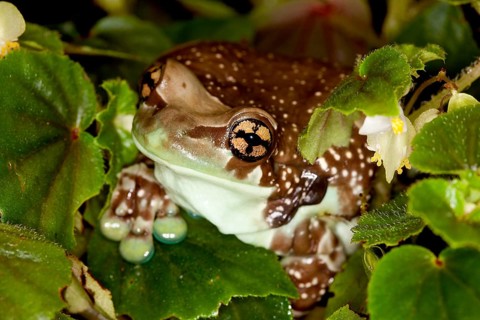 Amazon Milk Frog