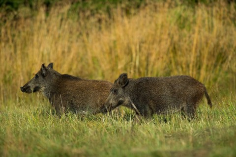 Wild Boar