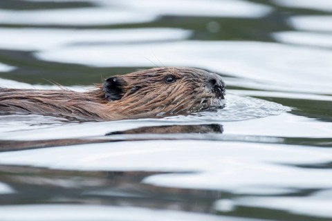 North American beaver