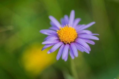 Alpine Aster