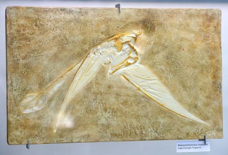 Fossilisation of a long-snouted pterosaur