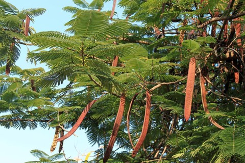 Royal Poinciana