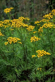 Common tansy