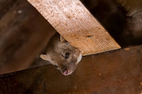 Beech marten