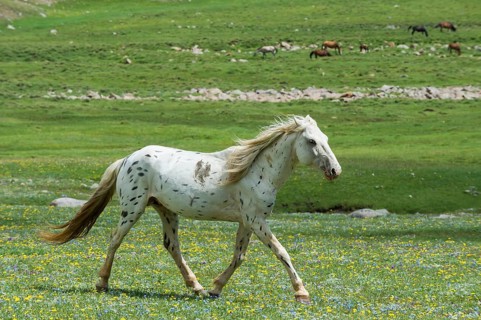 Horse running in the steppe