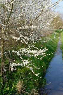 Midland hawthorn