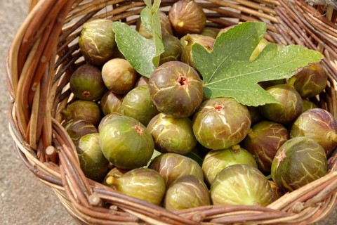 Fresh common Common fig