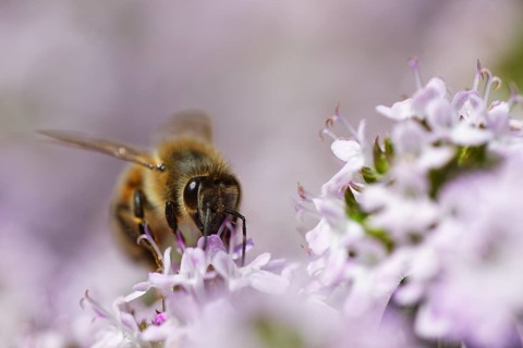 Honey bee