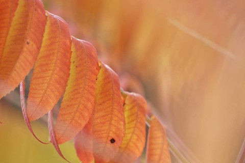 Staghorn sumac