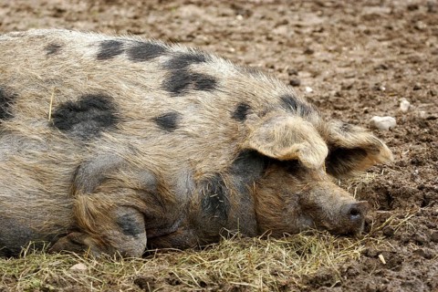 Turopolje pig