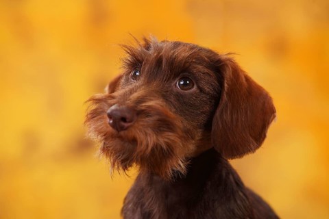 Dwarf greyhound dachshund