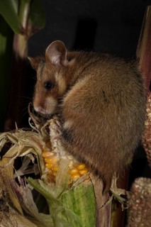 European Hamster