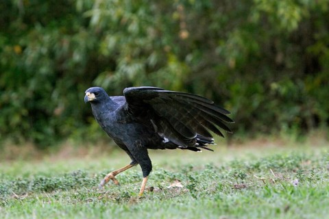 BIG BLACK Great black hawk
