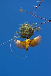 Southern Masked Weaver