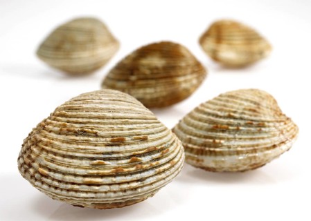 Shell