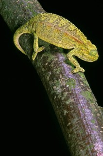 ELLIOT'S CHAMELEON OR MONTANE SIDE-STRIPED CHAMELEON chamaeleo ellioti