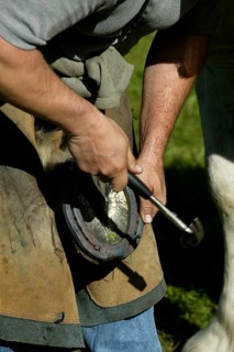 HUFSCHMIED PLEASES A PERCHERON HORSE