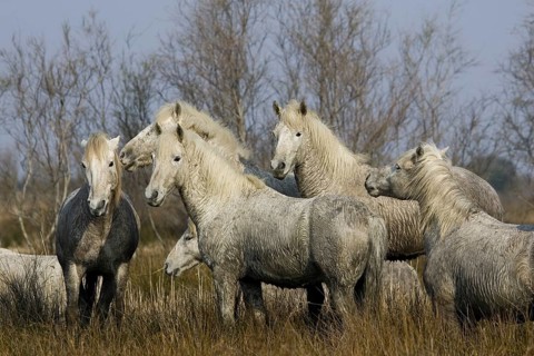 CAMARGUE HORSE