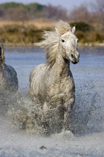 CAMARGUE HORSE