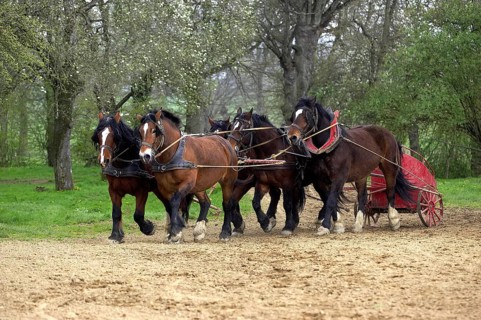 Cob Normand horse