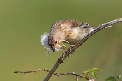 Linnet