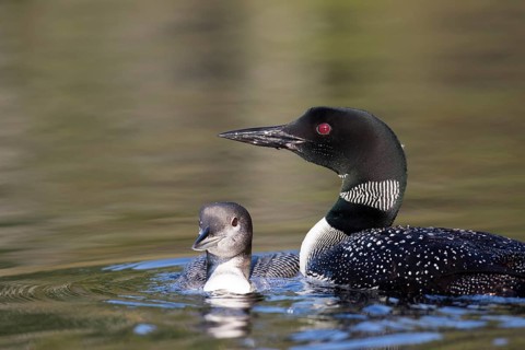 Great Northern Loon
