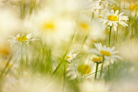 Ox eye daisy