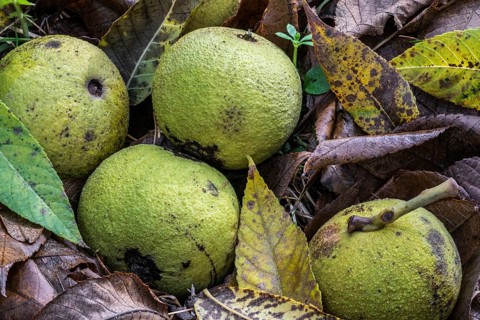 Fallen green shells