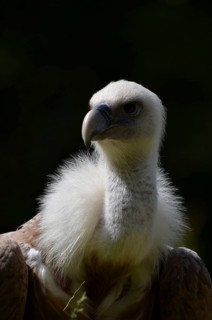 Snow Vulture/ Himalayan Vulture