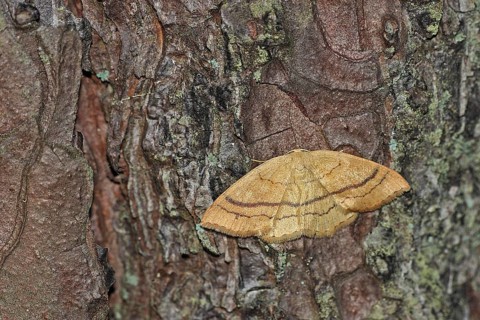 Red beech guertel moth