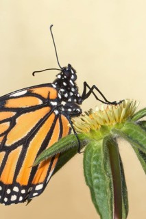 Monarch butterfly