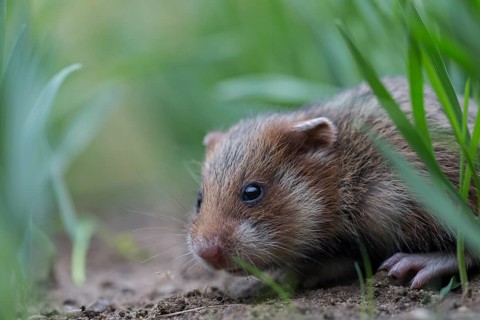 European Hamster