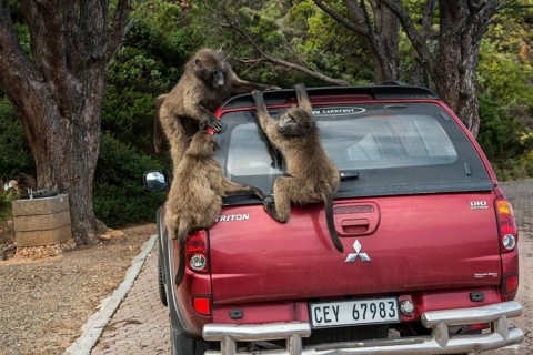 Chacma baboons