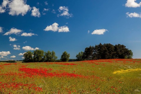 Poppy field