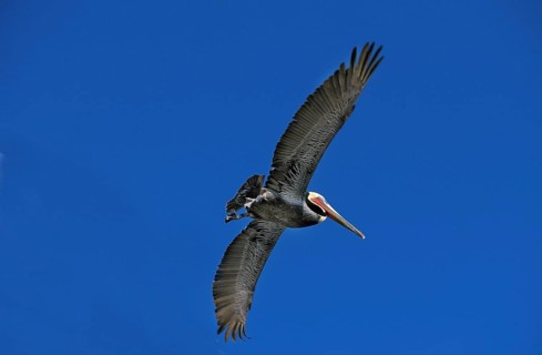 Brown Pelican