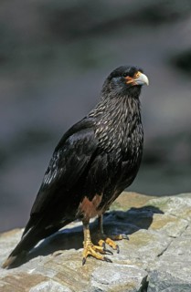 Striated Caracara