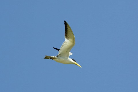 Large billed tern