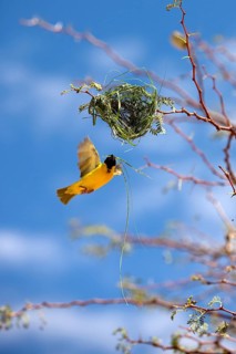 Southern Masked Weaver