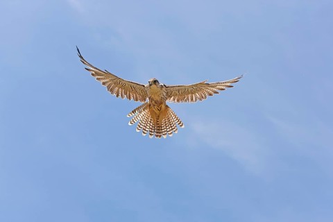 Saker falcon