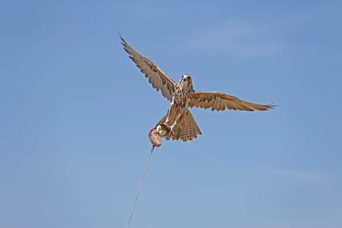 Saker falcon