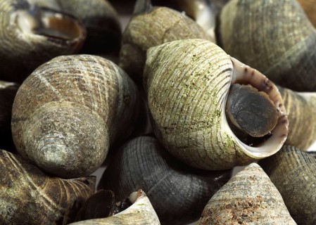Common periwinkle