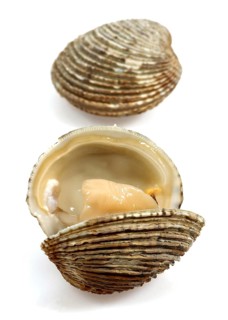 Shells