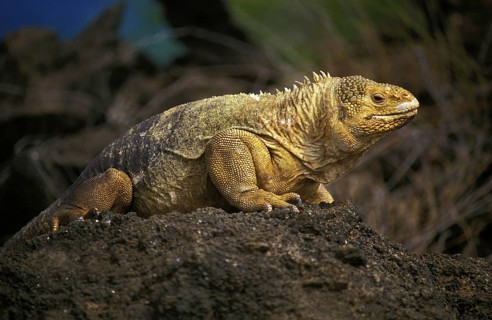 Galapagos Land Iguana