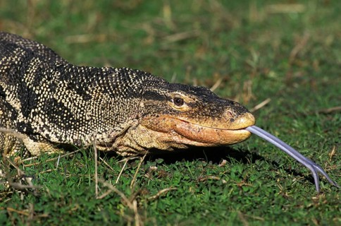 Water monitor