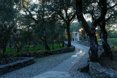 Holm Oak