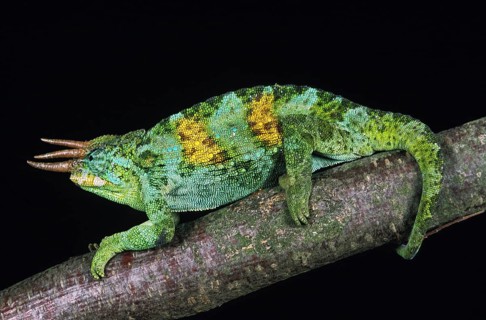 Jackson's Chameleon